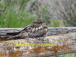  Common Nighthawk  
